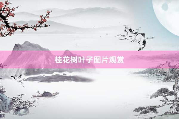 桂花树叶子图片观赏